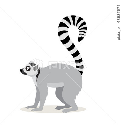 African animal, cute lemur with striped long tail icon isolated on white background, vector African animal, cute lemur with striped long tail icon isolated on white background, vector 48687675