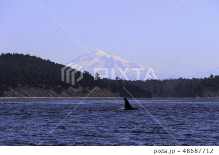 Whales spoting at the orca island washington Whales spoting at the orca island washington 48687712