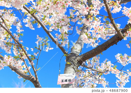 【神奈川県】大船フラワーセンターの玉縄桜 48687900
