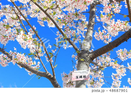 【神奈川県】大船フラワーセンターの玉縄桜 48687901