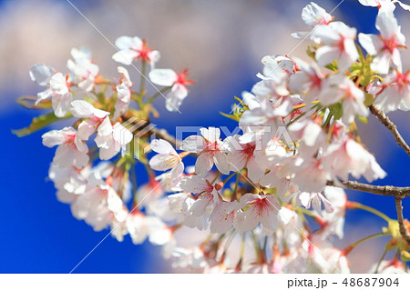【神奈川県】大船フラワーセンターの玉縄桜 48687904
