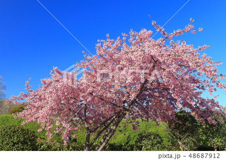 【神奈川県】大船フラワーセンターのおかめ桜 【神奈川県】大船フラワーセンターのおかめ桜 48687912