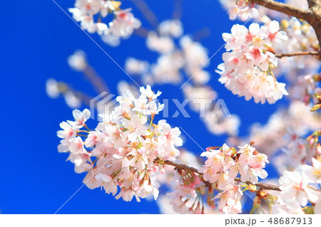 【神奈川県】大船フラワーセンターの玉縄桜 48687913