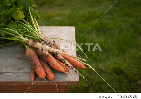 Carrots and parsnips, first spring summer crop. 48688019
