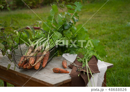 Carrots, first spring summer crop. Healthy food, Carrots, first spring summer crop. Healthy food, 48688026