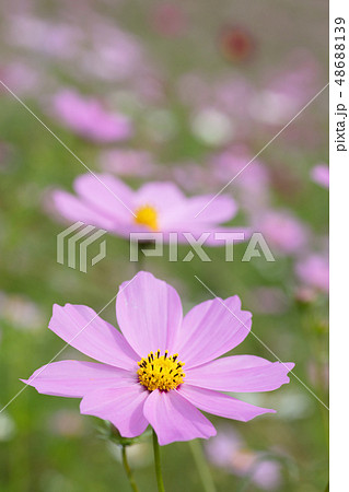 コスモスの花 コスモスの花 48688139