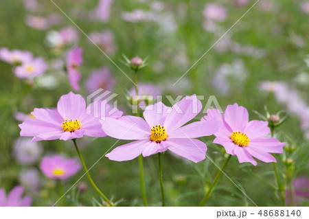 コスモスの花 コスモスの花 48688140