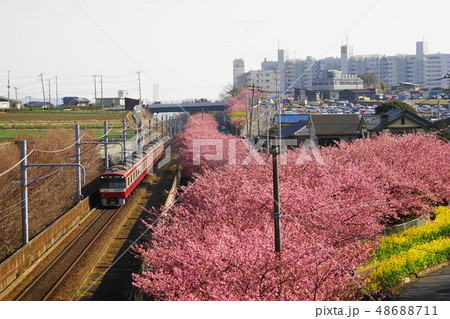 2月　三浦海岸52河津桜･桜まつり 48688711