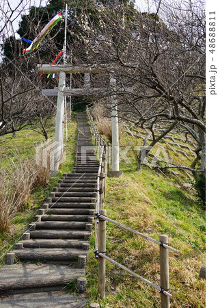2月 横須賀82旧田浦梅林 2月 横須賀82旧田浦梅林 48688811