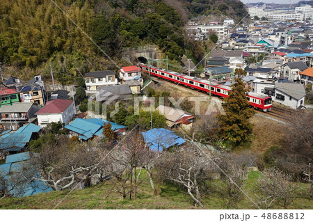 2月 横須賀81旧田浦梅林 2月 横須賀81旧田浦梅林 48688812