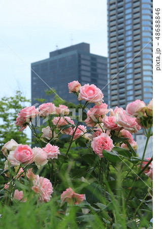 ビルの中に咲くバラ(大阪・中之島公園) 48688846