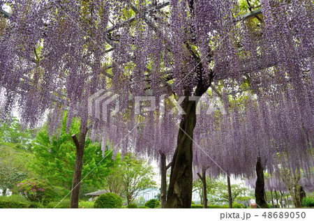 藤の花（藤枝市蓮花寺池公園）150429am7:05 48689050