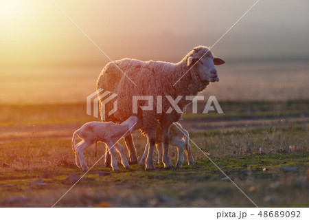 Two newborn lambs and sheep on field in warm Two newborn lambs and sheep on field in warm 48689092
