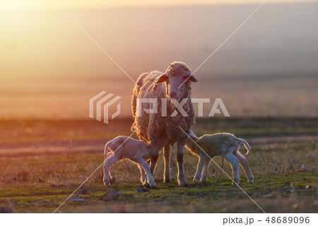 Two newborn lambs and sheep on field in warm Two newborn lambs and sheep on field in warm 48689096
