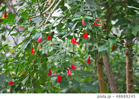 赤いウナヅキヒメフヨウの花 48689245