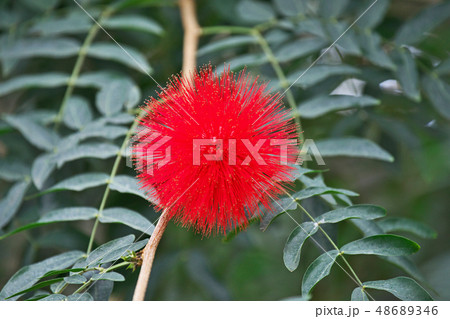 赤いカリアンドラ ハエマトケファラの花 赤いカリアンドラ ハエマトケファラの花 48689346
