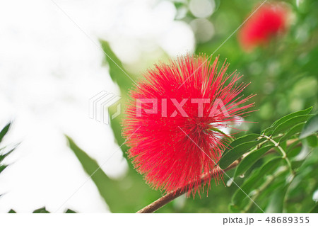 赤いカリアンドラ　ハエマトケファラの花 48689355