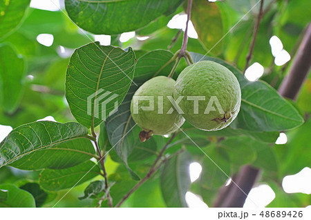 緑のグアバの実 48689426