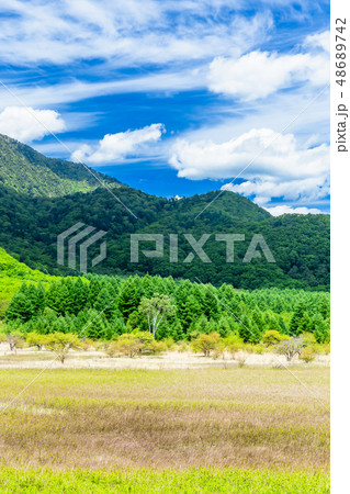 栃木 日光 春の小田代ヶ原 栃木 日光 春の小田代ヶ原 48689742