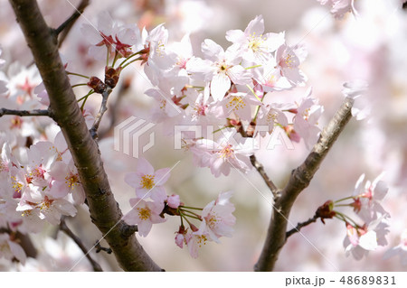桜 桜 48689831