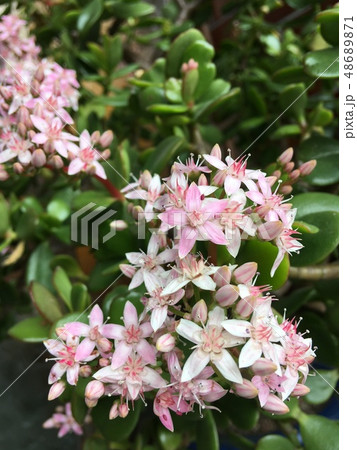 金のなる木、黄金花月 金のなる木、黄金花月 48689871