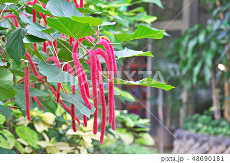 ベニヒモノキの花 ベニヒモノキの花 48690181