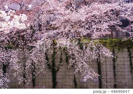 (東京都)目黒川の桜 (東京都)目黒川の桜 48690647