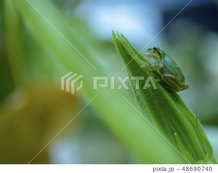 カエル アマガエル カエル アマガエル 48690740