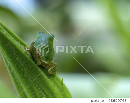 カエル アマガエル カエル アマガエル 48690743