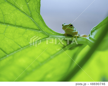 カエル アマガエル カエル アマガエル 48690746