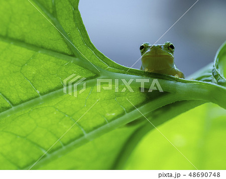 カエル アマガエル カエル アマガエル 48690748