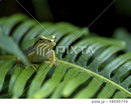 カエル アマガエル カエル アマガエル 48690749