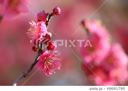 梅　紅梅 48691790