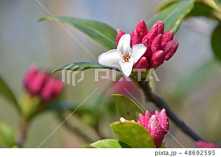 ジンチョウゲ（沈丁花） 48692595