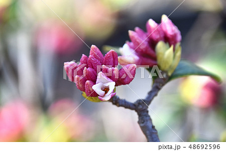 ジンチョウゲ（沈丁花） 48692596