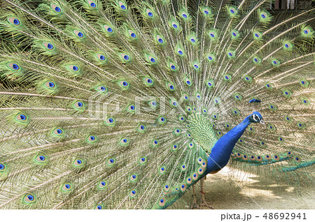 クジャク 孔雀 クジャク 孔雀 48692941