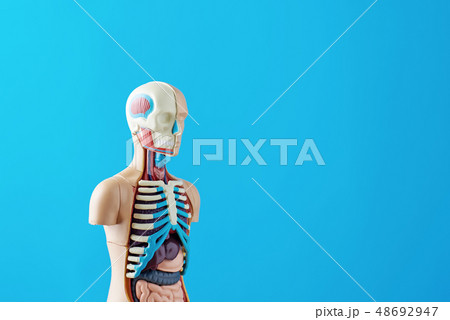 Anatomical model of human body with internal organ 48692947