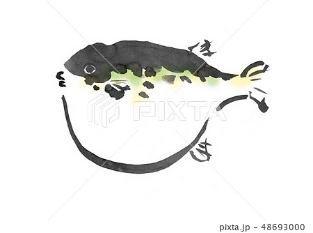 フグ　ふぐ　河豚　トラフグ　コピースペース　手書き　手描き　筆書き　筆描き 48693000