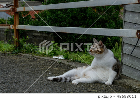 おっさんの座り方してる猫 48693011