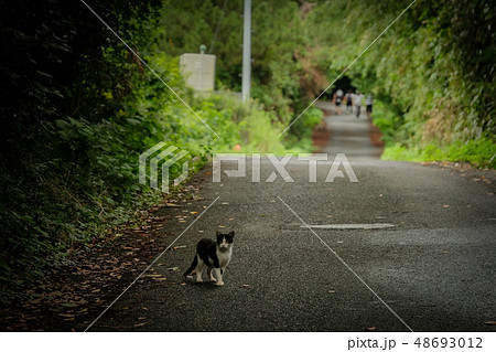 猫島の猫 48693012