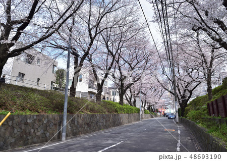 田園調布の桜坂 田園調布の桜坂 48693190