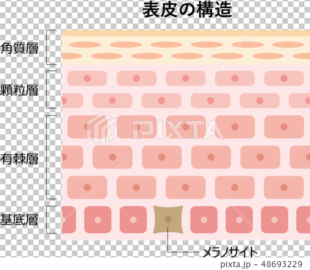 表皮結構 表皮結構 48693229