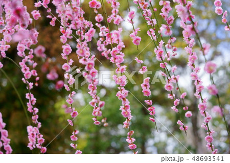 奈良・菅原天満宮の枝垂れ梅8 48693541