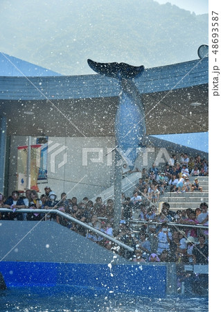 ドルフィンジャンプ 48693587