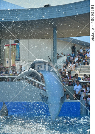 ドルフィンジャンプ 48693591