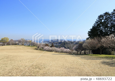 田浦梅園 田浦梅園 48693722