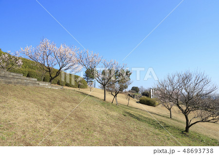 田浦梅園 48693738