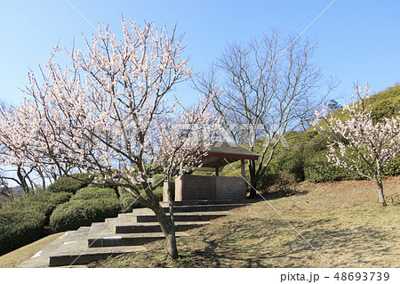 田浦梅園 48693739