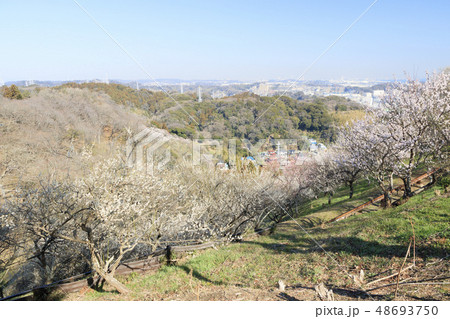 田浦梅園 48693750
