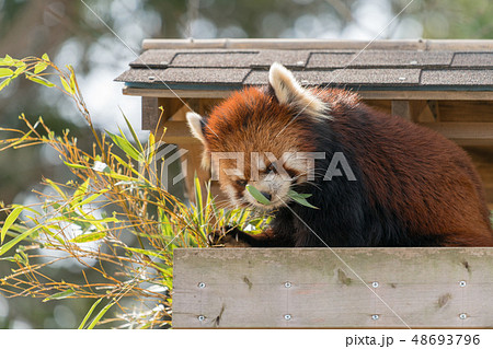 レッサーパンダ レッサーパンダ 48693796